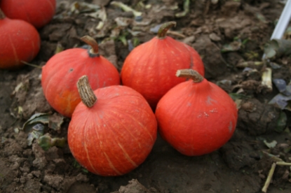 Picture of Winter Squash - Onion